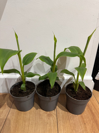 10.5cm pot Musa basjoo