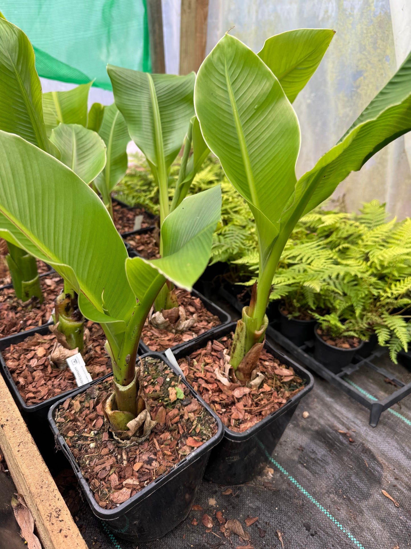 Ensete ventricosum Abyssinian Banana