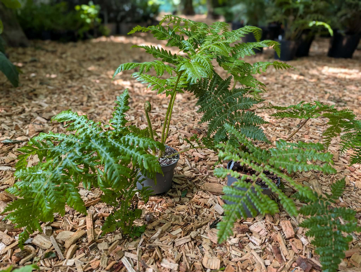 Exotic Fern Starter Pack. 6-Plant Collector's Collection
