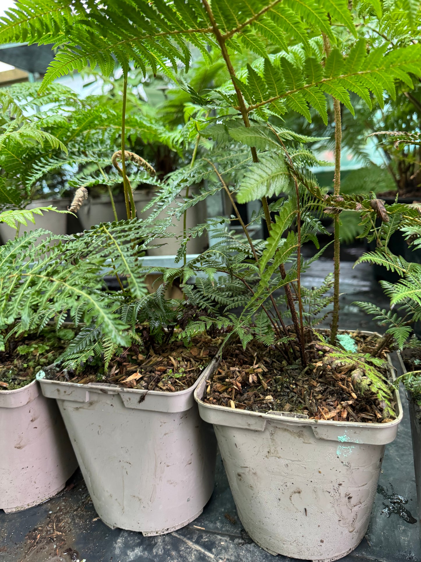 Cyathea dealbata medium