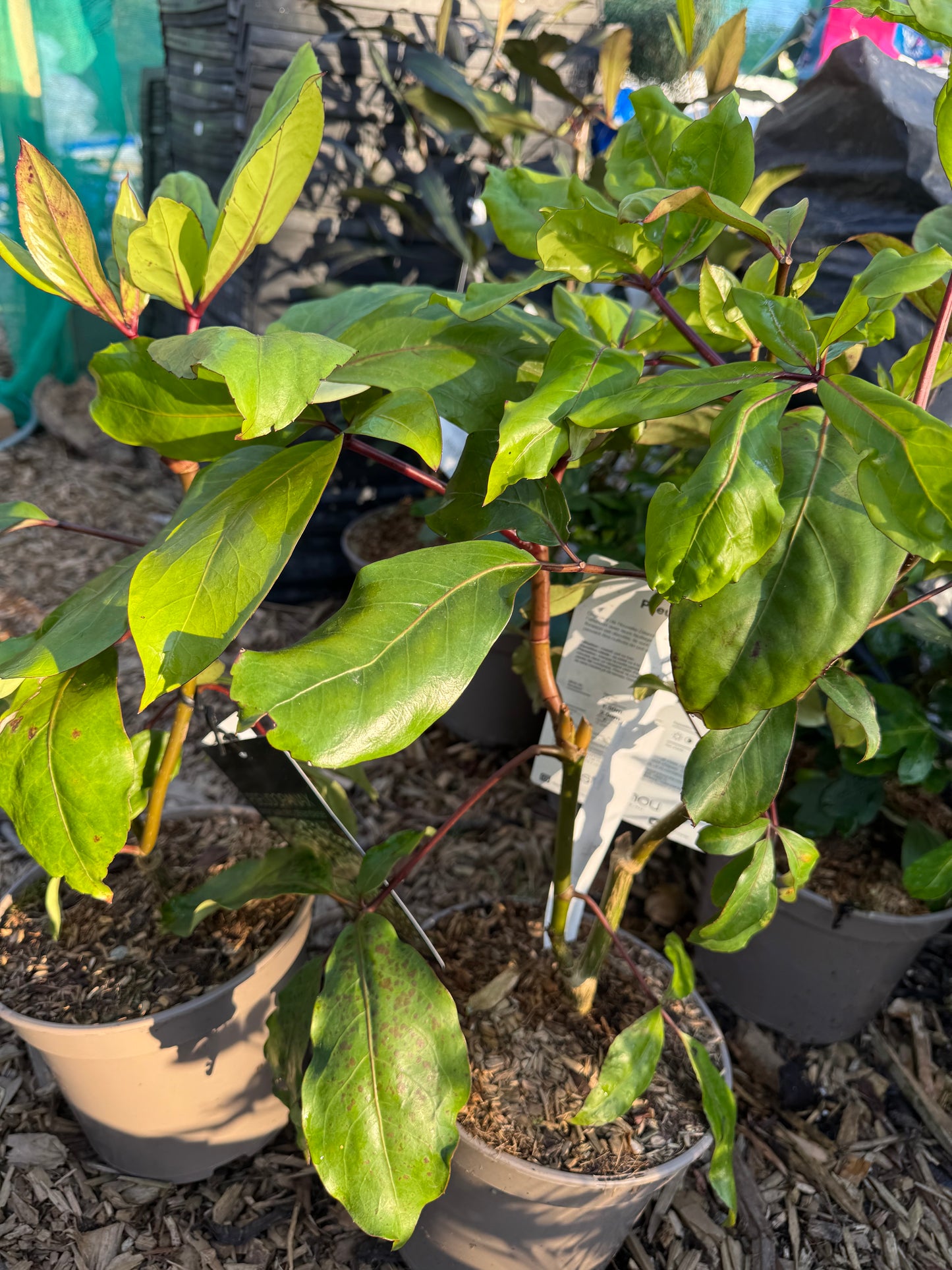 Pseudopanax laetus