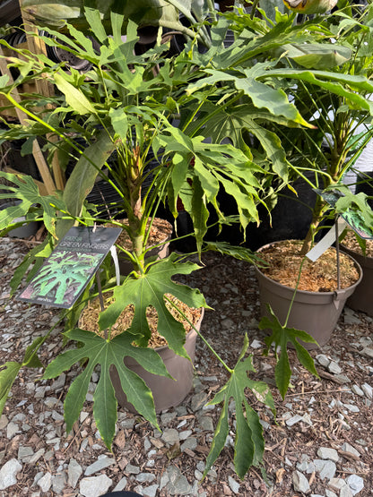 Fatsia polycarpa 'Green Fingers' large 7 litres