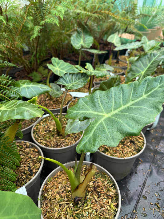 Alocasia ‘Mayan Mask’