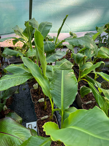 Musa x chiliocarpa large