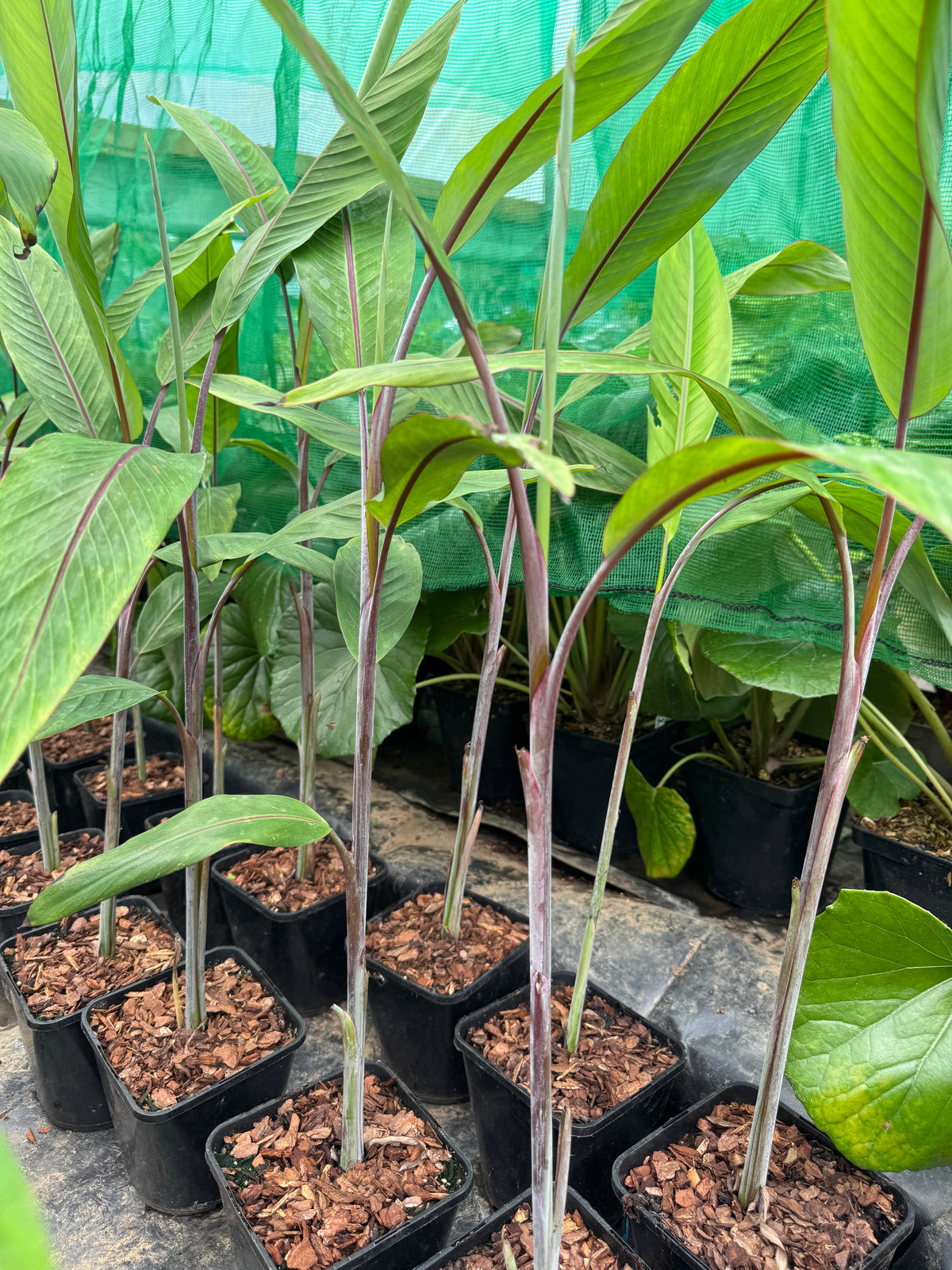 Musa nagensium – Jungle in a Box