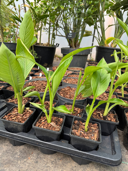 Ensete ventricosum 'Hiniba'