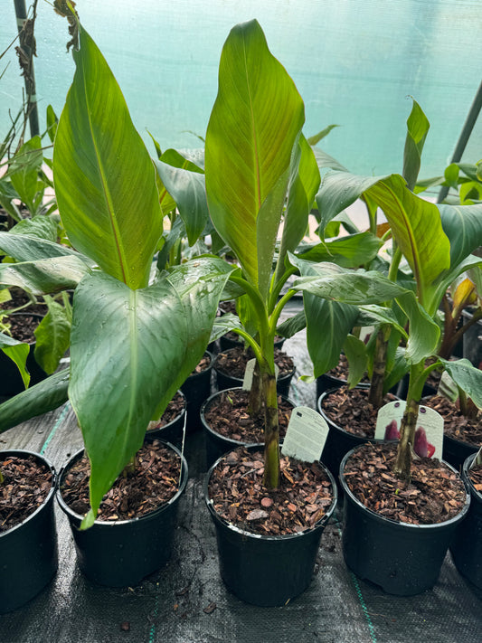 Medium sized Musa Sikkimensis