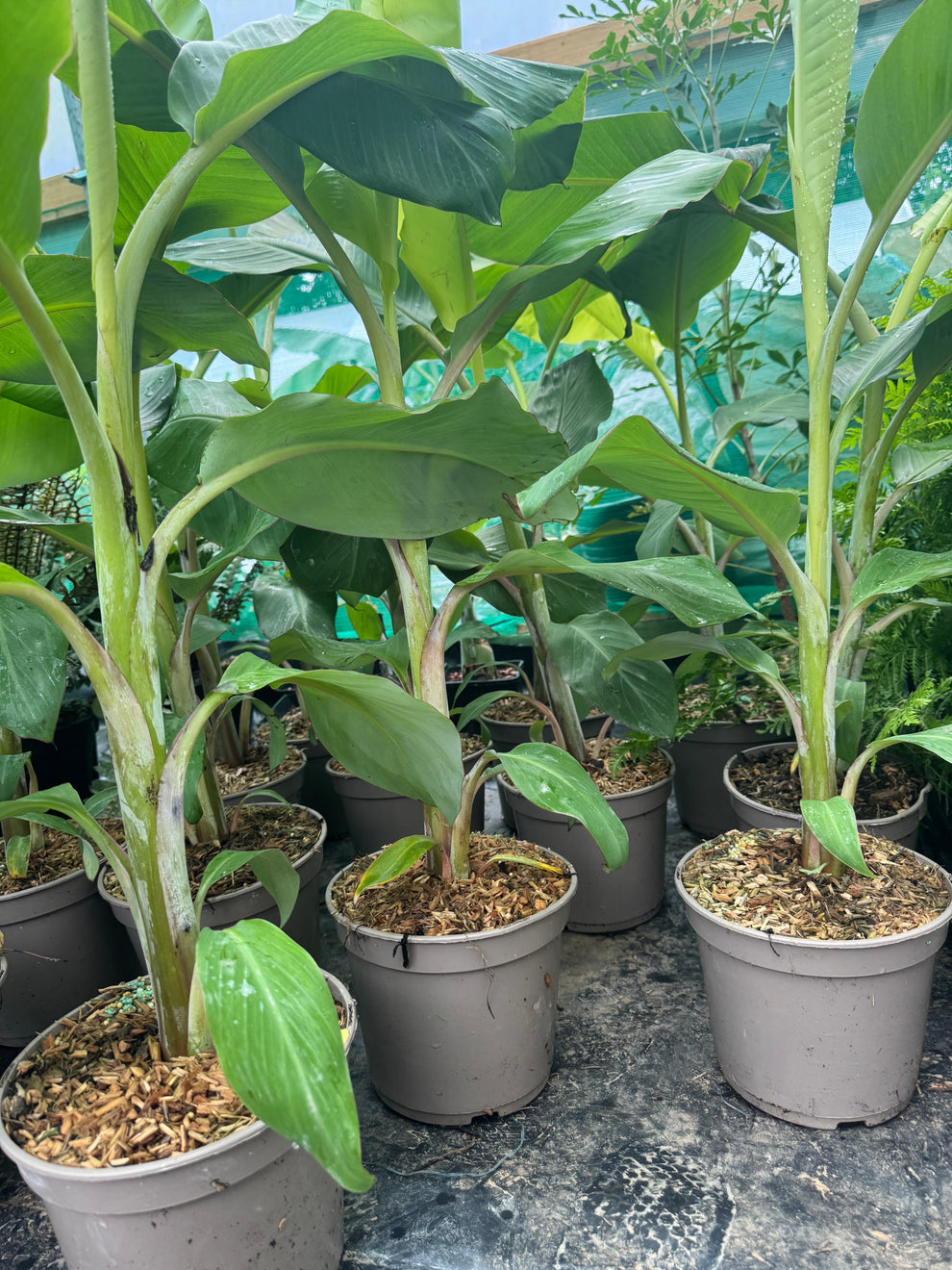 Musa ‘Ice Cream’ – Jungle in a Box