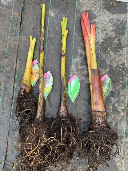 Exclusive Bare-Root Banana Bundle – Save £41.50!