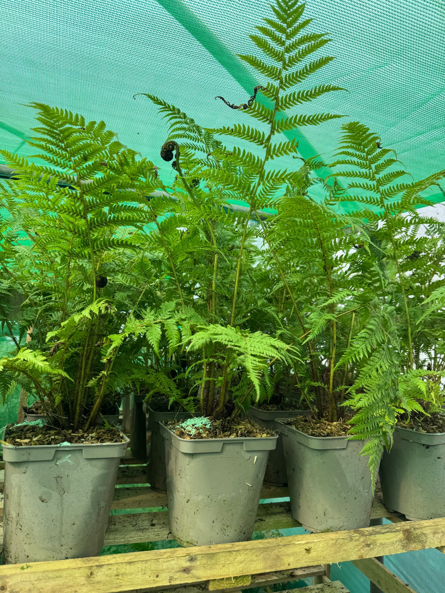 Medium Cyathea cooperi – Tree fern