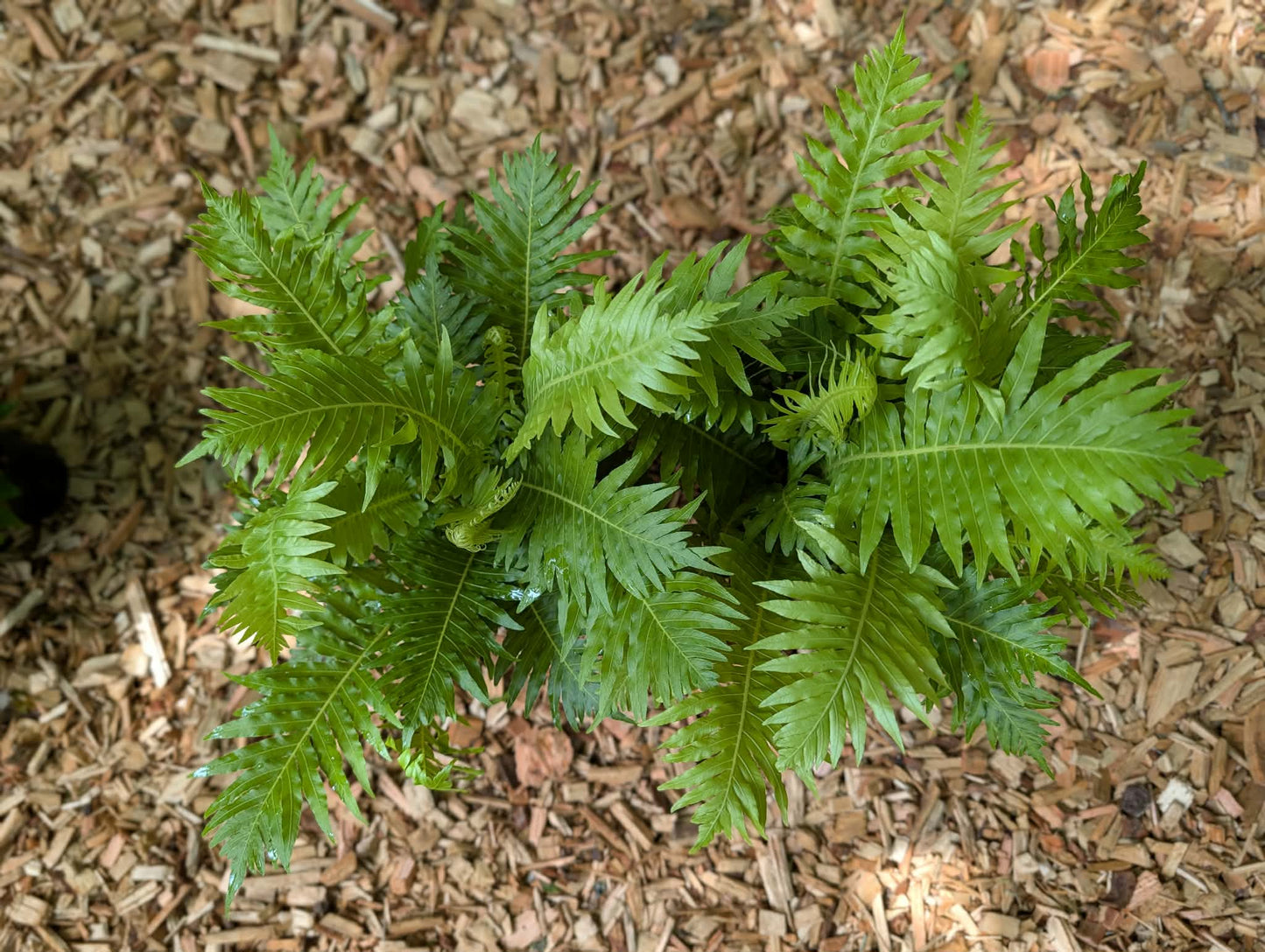 Blechnum gibbum ‘Silver Lady’ twin pack
