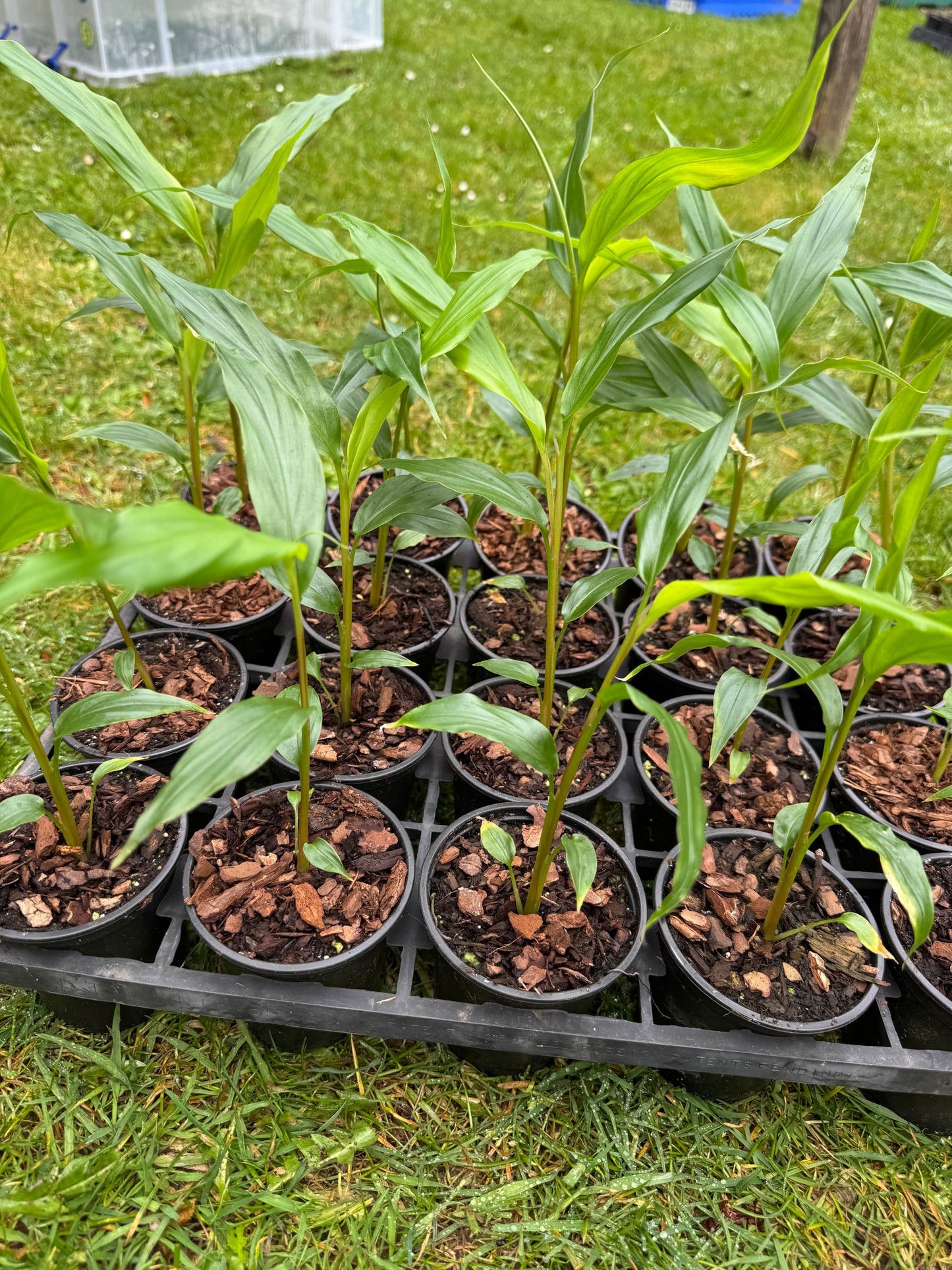 Hedychium densiflorum ‘Assam orange’ 9cm pot