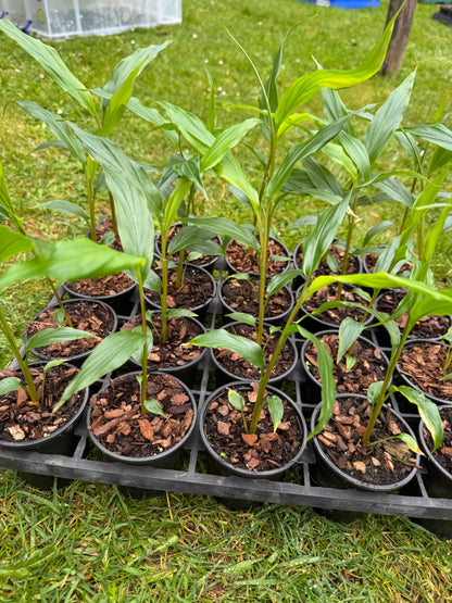 Hedychium densiflorum ‘Assam orange’ 9cm pot