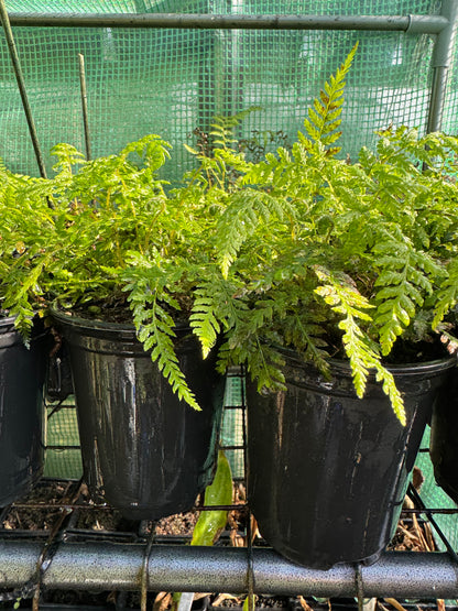 Dicksonia antarctica – Tree Fern