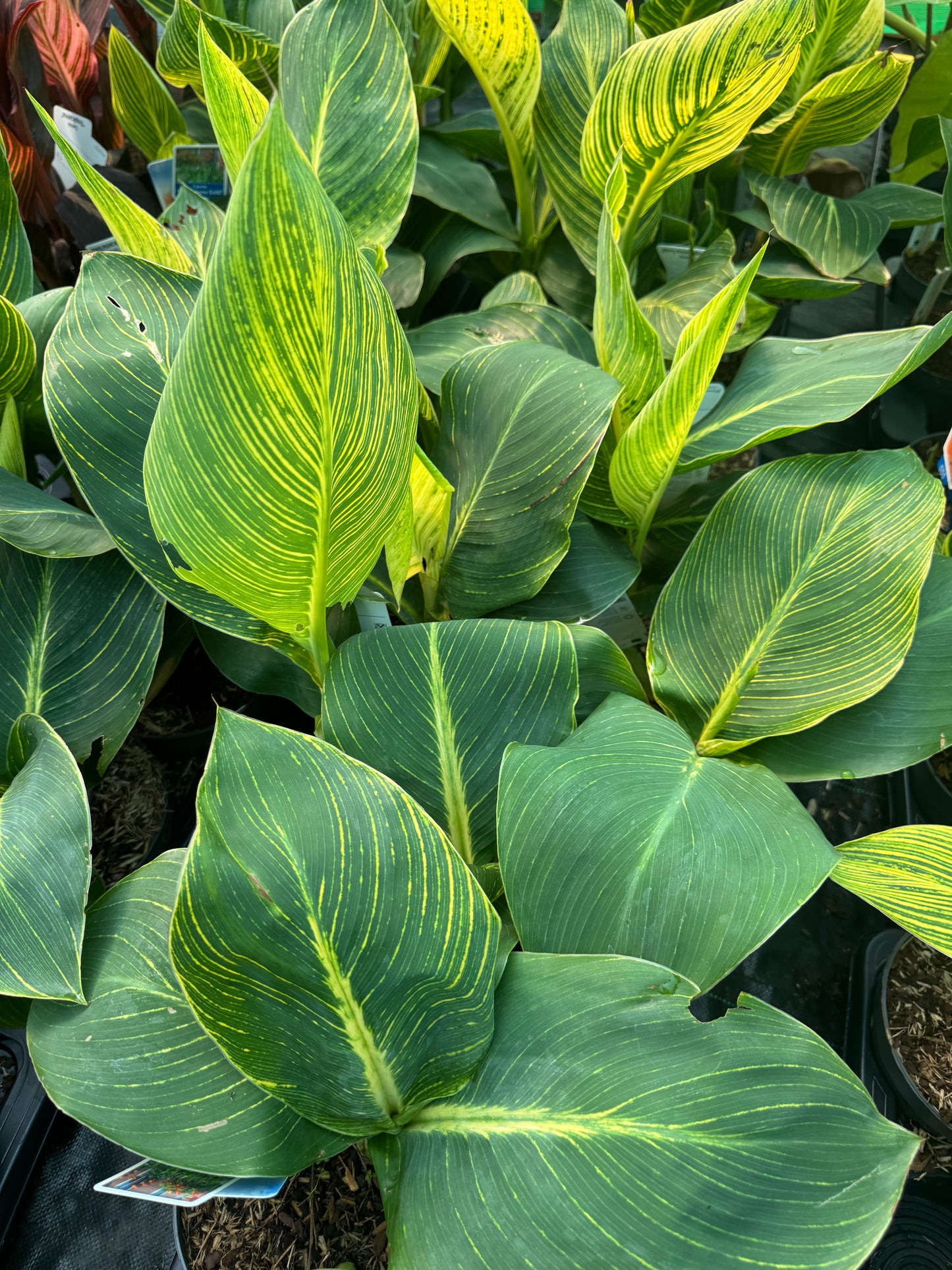 Canna 'Tropicanna Gold' (Variegated Indian Shot)