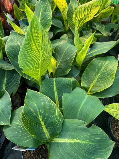Canna 'Tropicanna Gold' (Variegated Indian Shot)