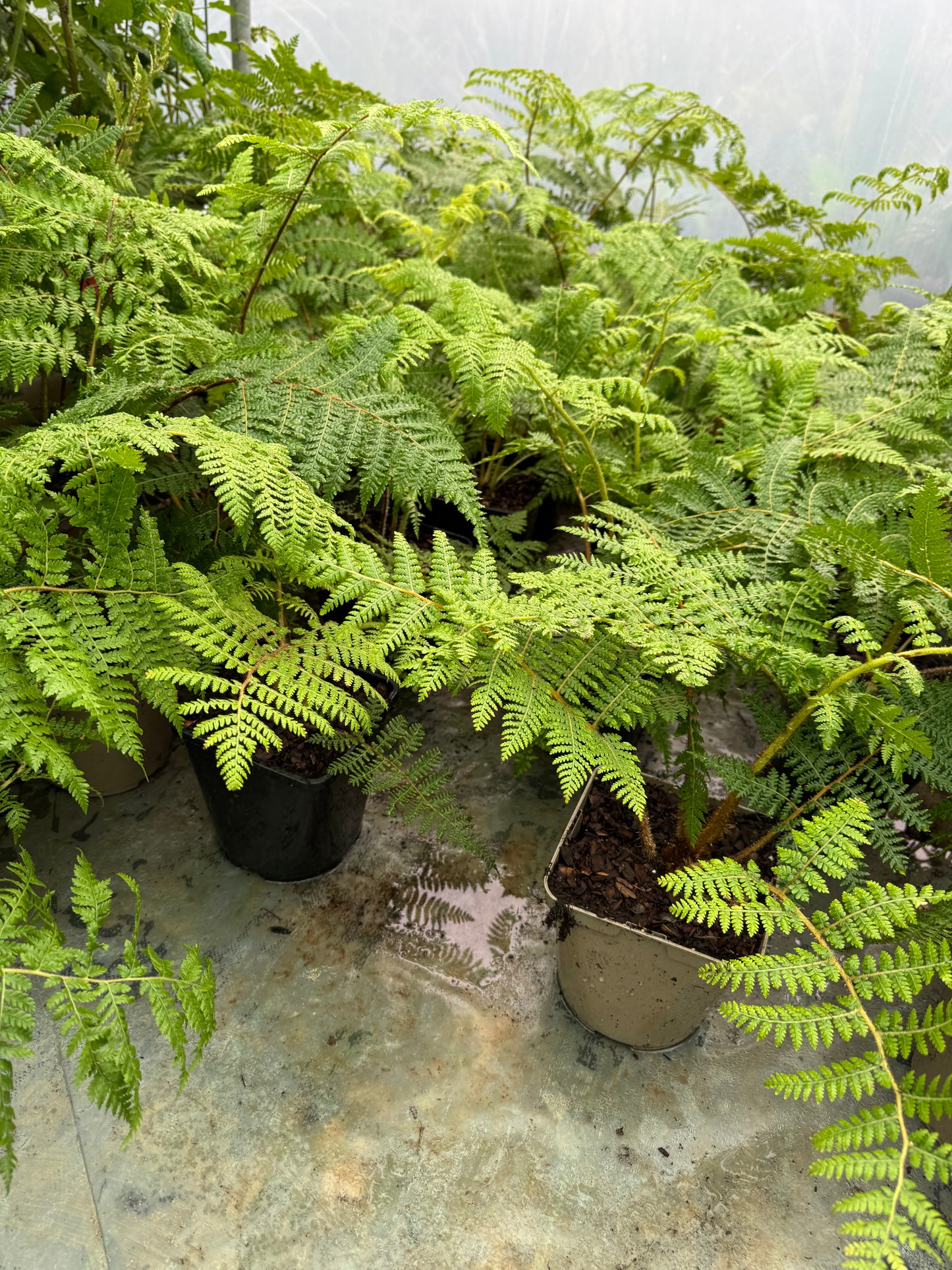 Cyathea medullaris medium