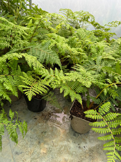Cyathea medullaris medium