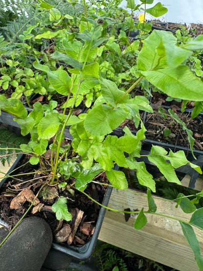 Blechnum novae zealandiae