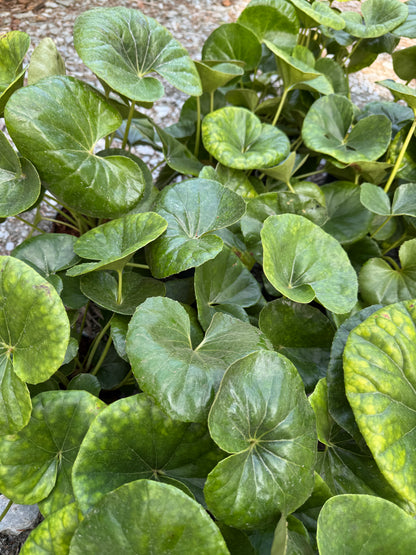 Farfugium japonicum ‘Gigantea’