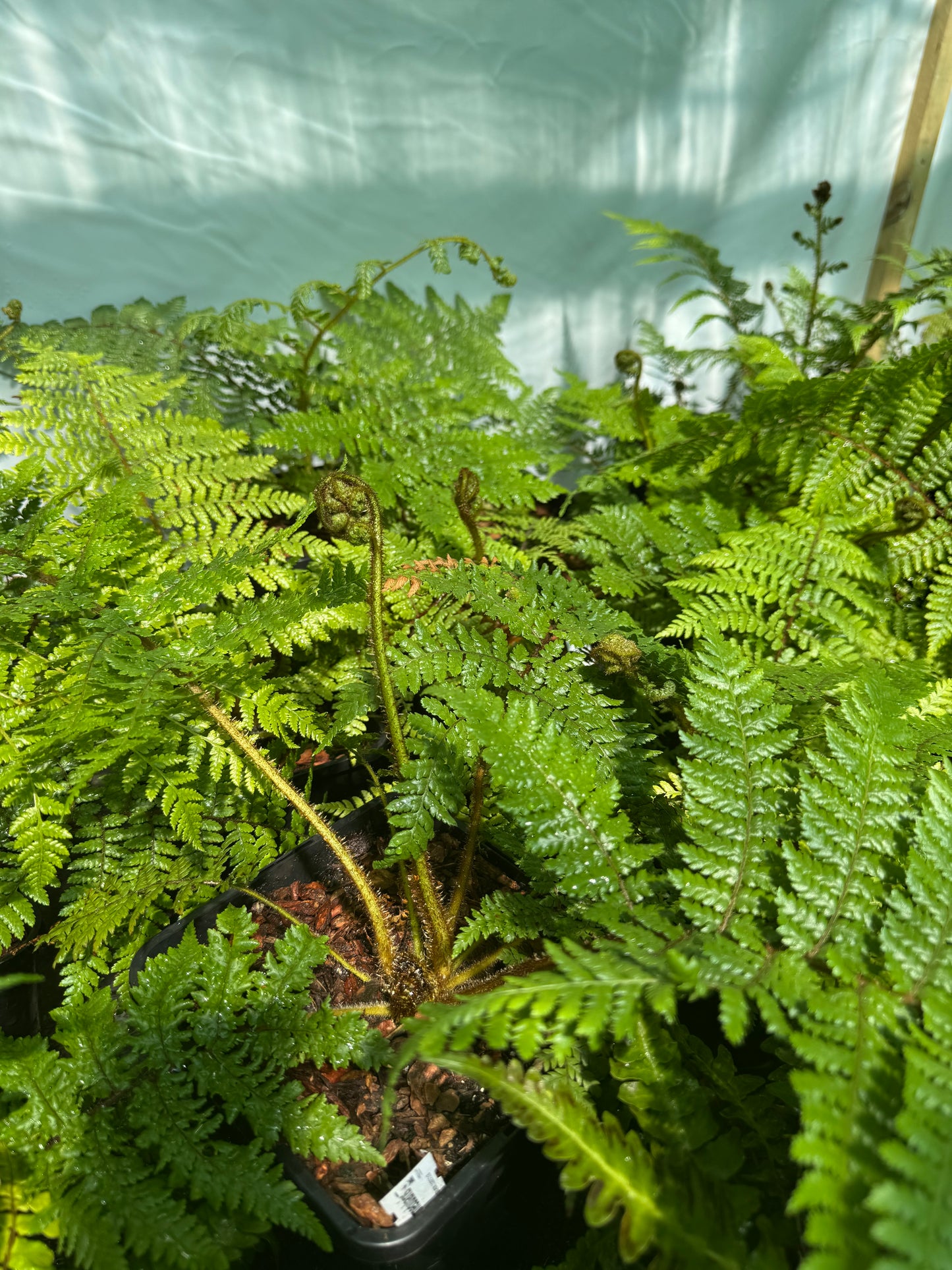Cyathea medullaris medium