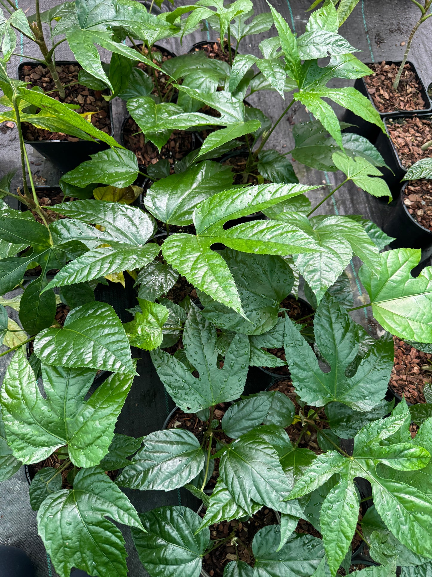 Trevesia palmata (Snowflake Tree)