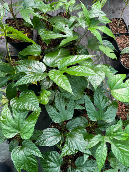 Trevesia palmata (Snowflake Tree)