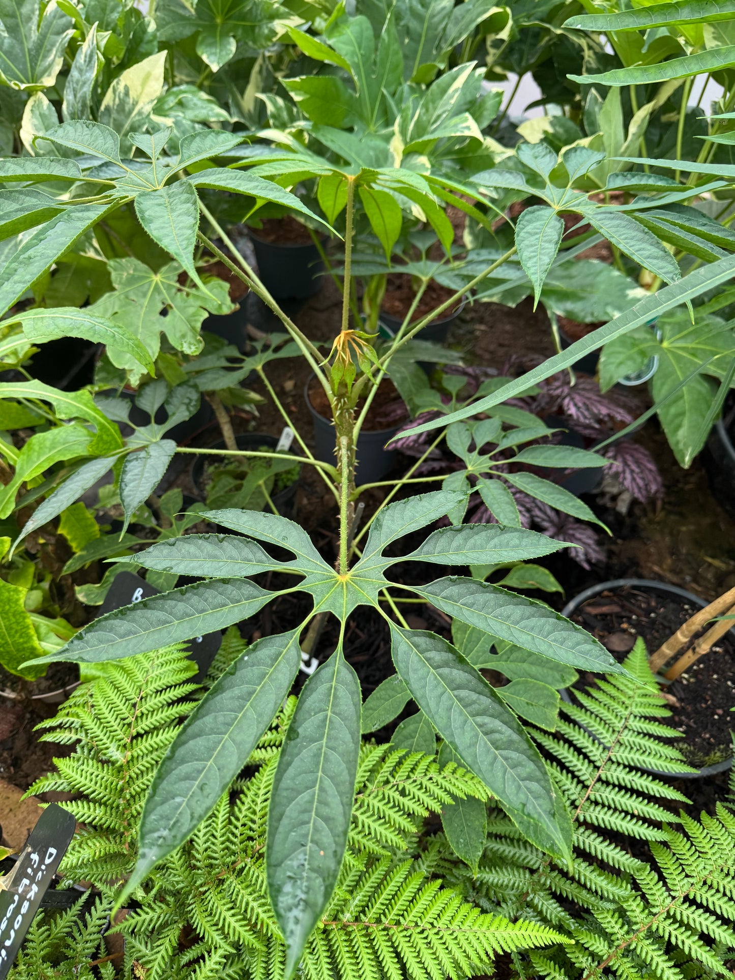 Brassaiopsis dumicola