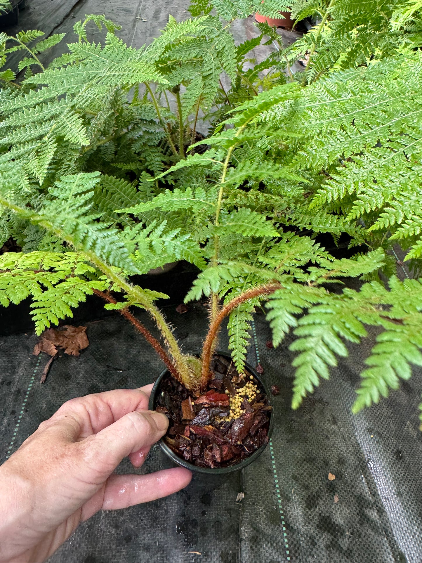 Cyathea medullaris 9cm pot