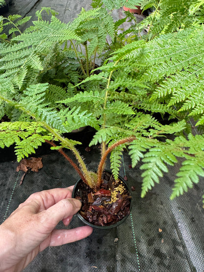 Cyathea medullaris 9cm pot