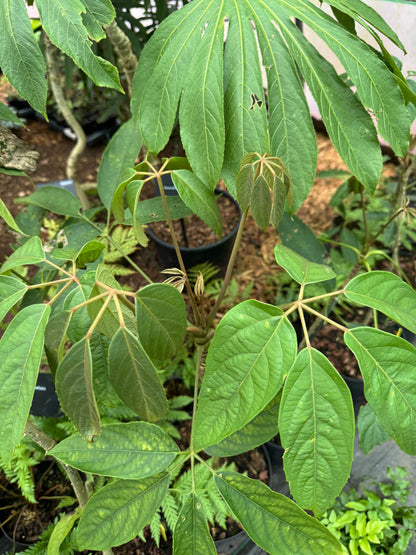 Brassaiopsis aculeata