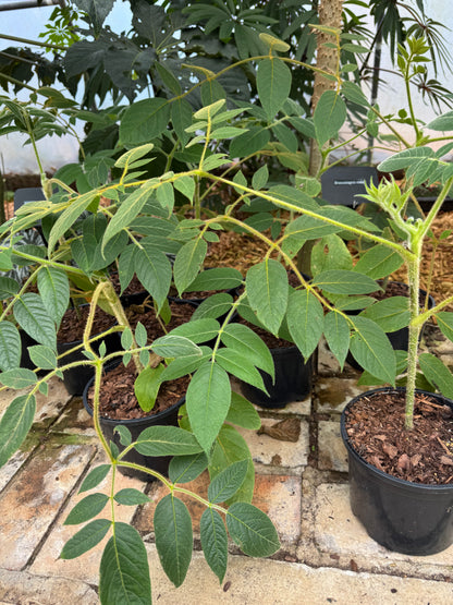 Aralia vietnamensis