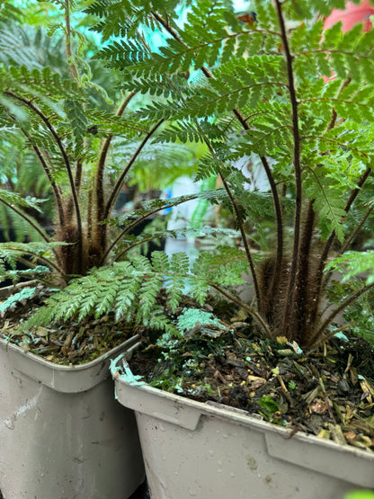 Dicksonia squarrosa