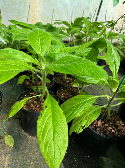 Echium Pininana - Blue Steeple  Large