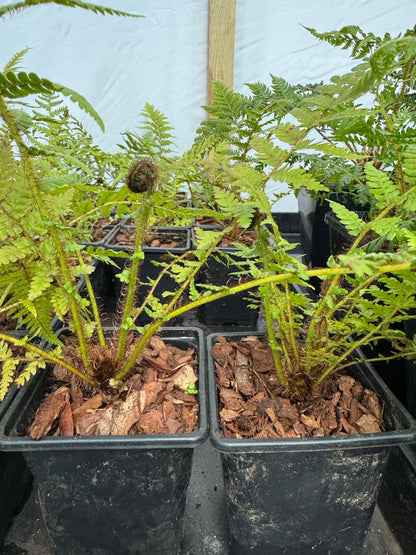 Small Cyathea cooperi – Tree fern
