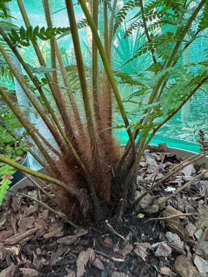 Dicksonia fibrosa Tree fern large