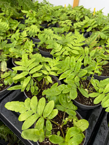 Blechnum tabulare – The Table Fern
