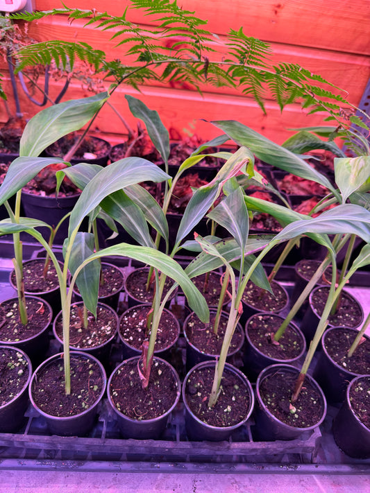 Musa balbisiana ‘Thai Black’/’Atia Black’