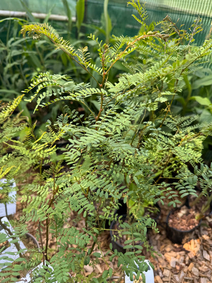 Caesalpinia gilliesii