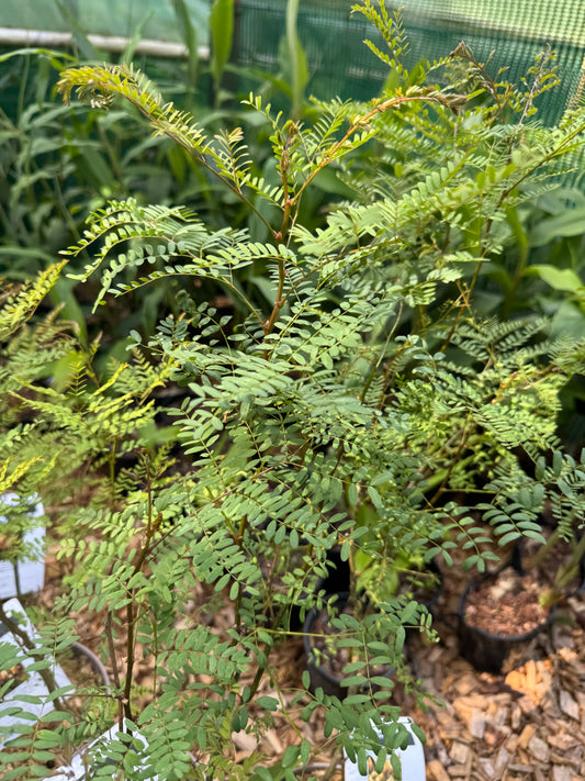 Caesalpinia gilliesii