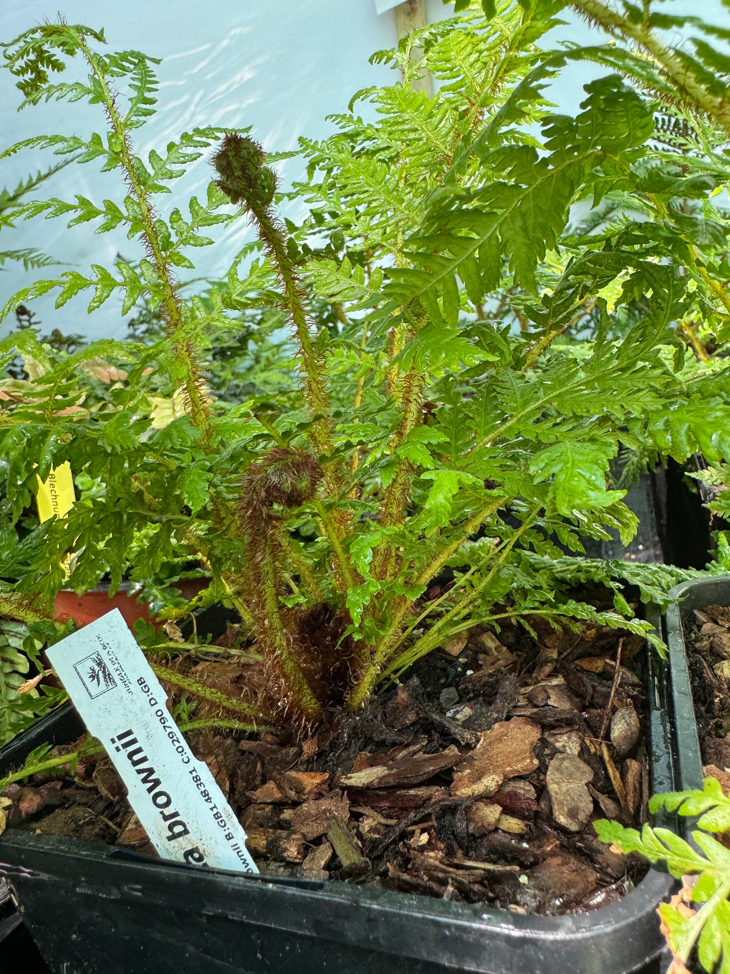 Cyathea brownii medium