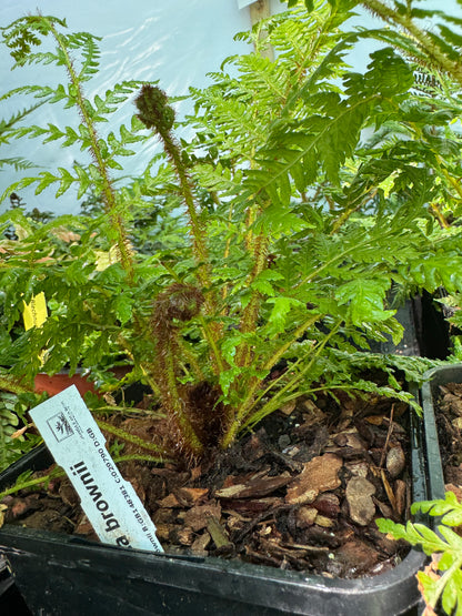 Cyathea brownii medium