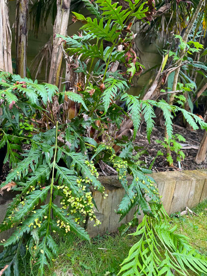 Woodwardia orientalis (Oriental Chain Fern) 9cm pot
