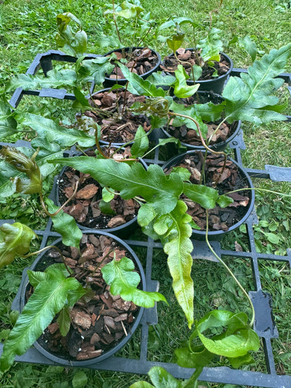 Woodwardia orientalis (Oriental Chain Fern) 9cm pot