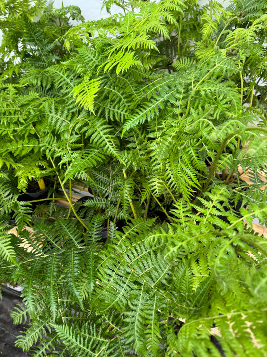 Cyathea milnei (Alsophila milnei)
