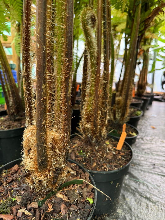 Cyathea brownii  (Sphaeropteris excelsa)