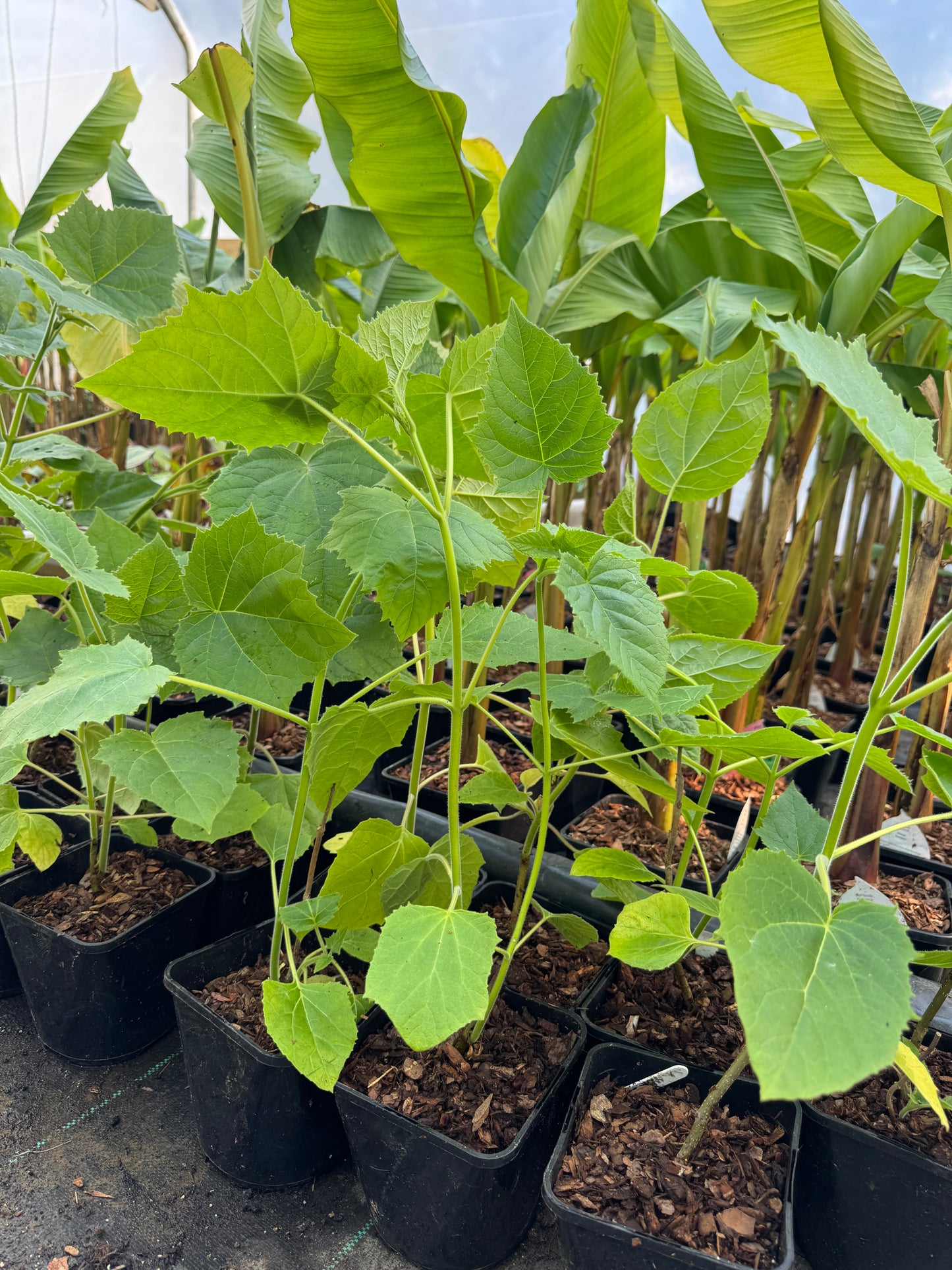 Paulownia tomentosa