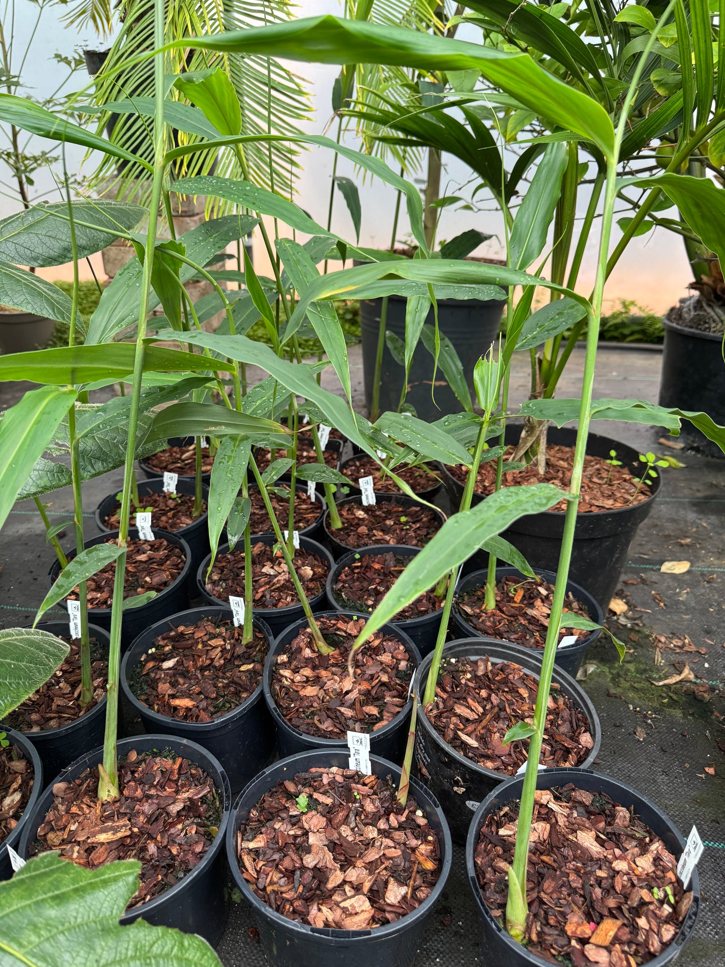 Hedychium coccineum ‘Tara’