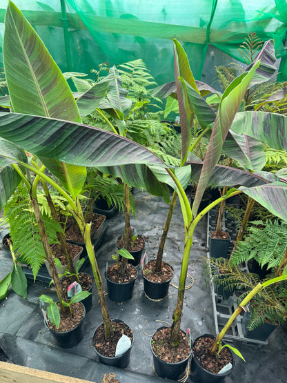 Large Musa Sikkimensis