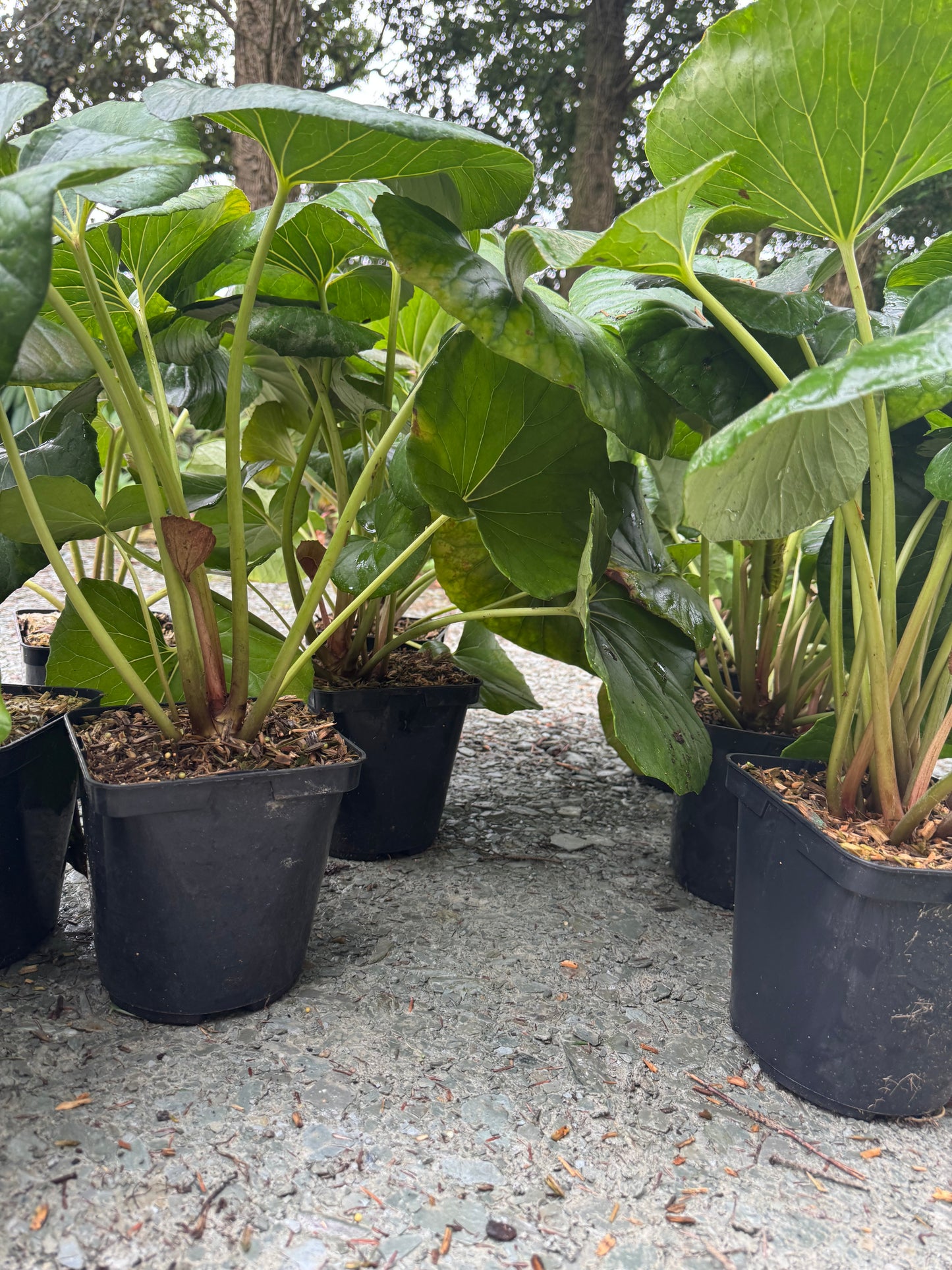 Farfugium japonicum ‘Gigantea’